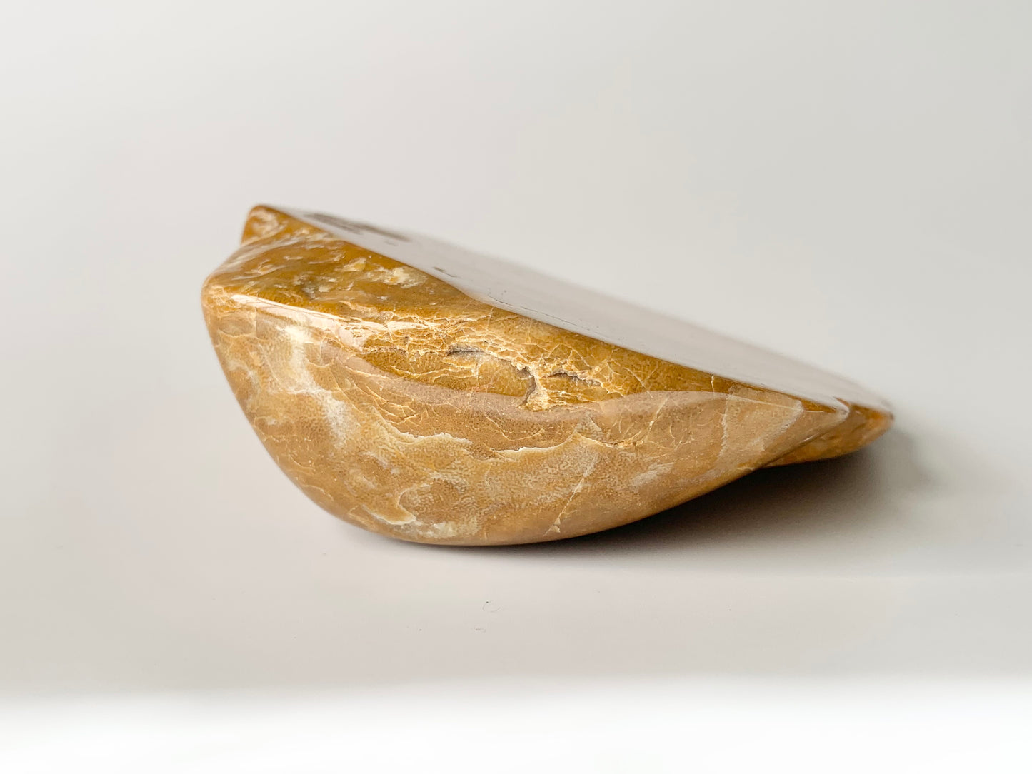 Stromatoporoids Fossil Slab