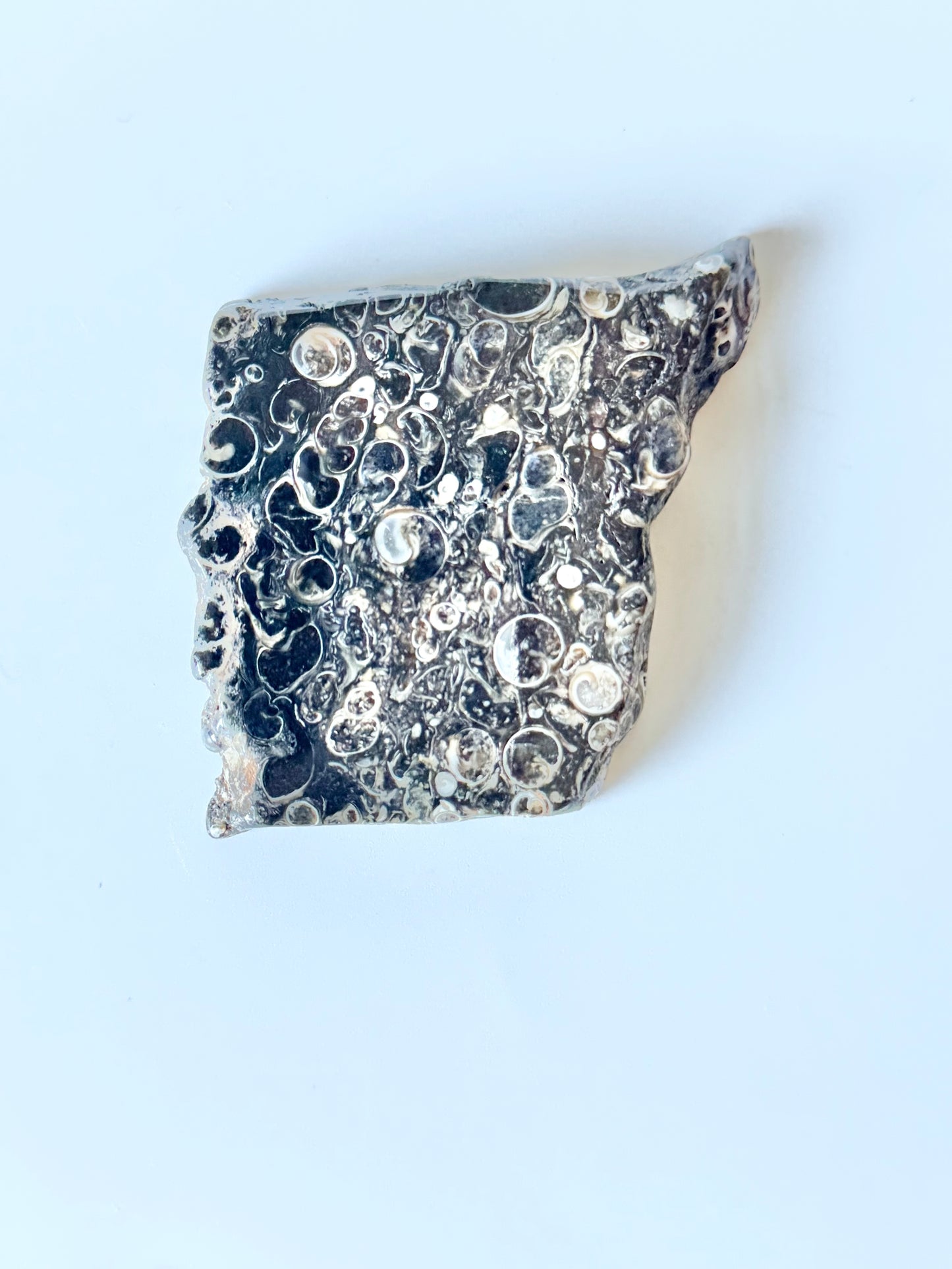 Turritella Agate Slab