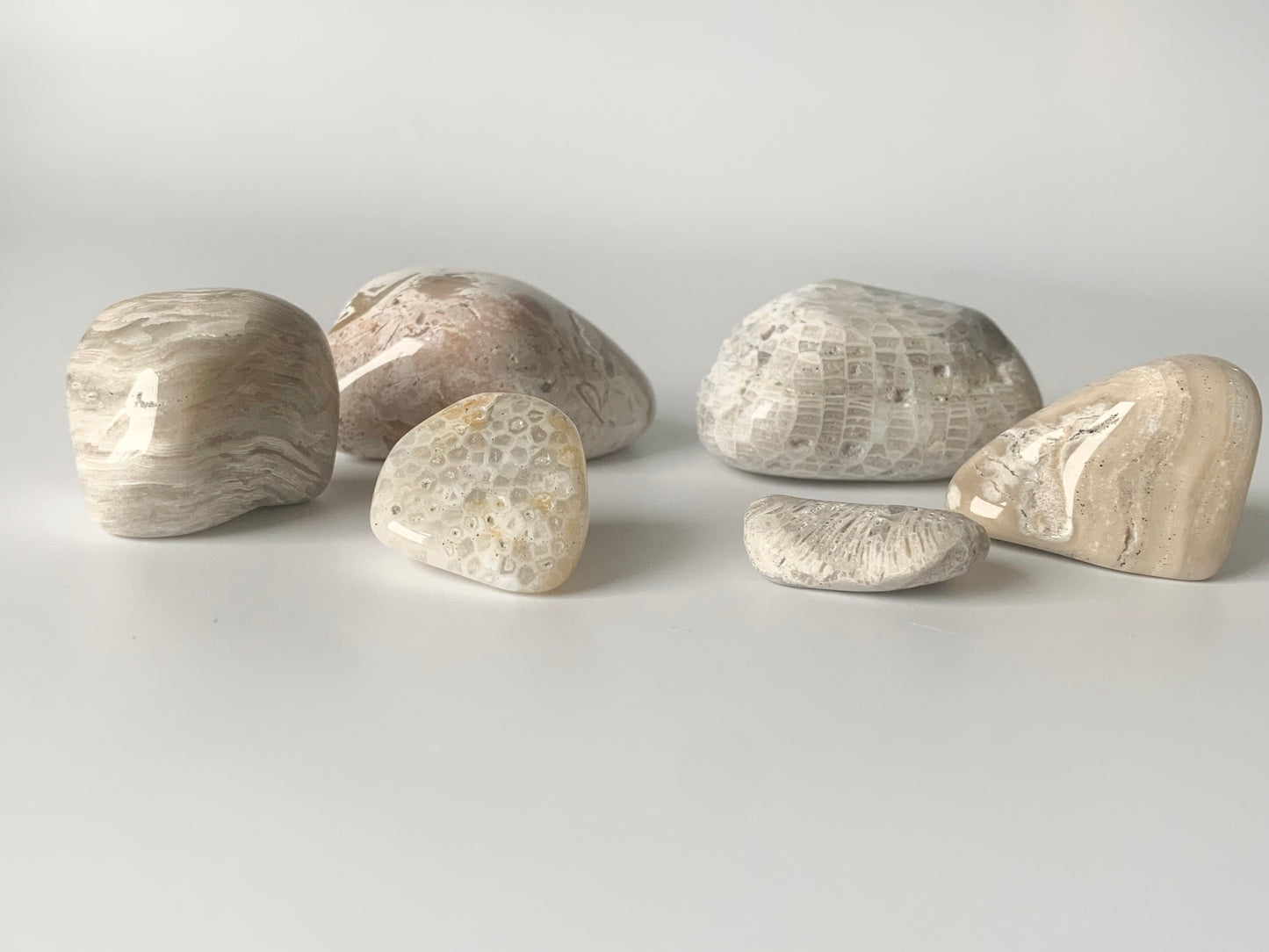 Lake Michigan Fossil Set