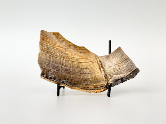 Petrified Wood Slab, Polished