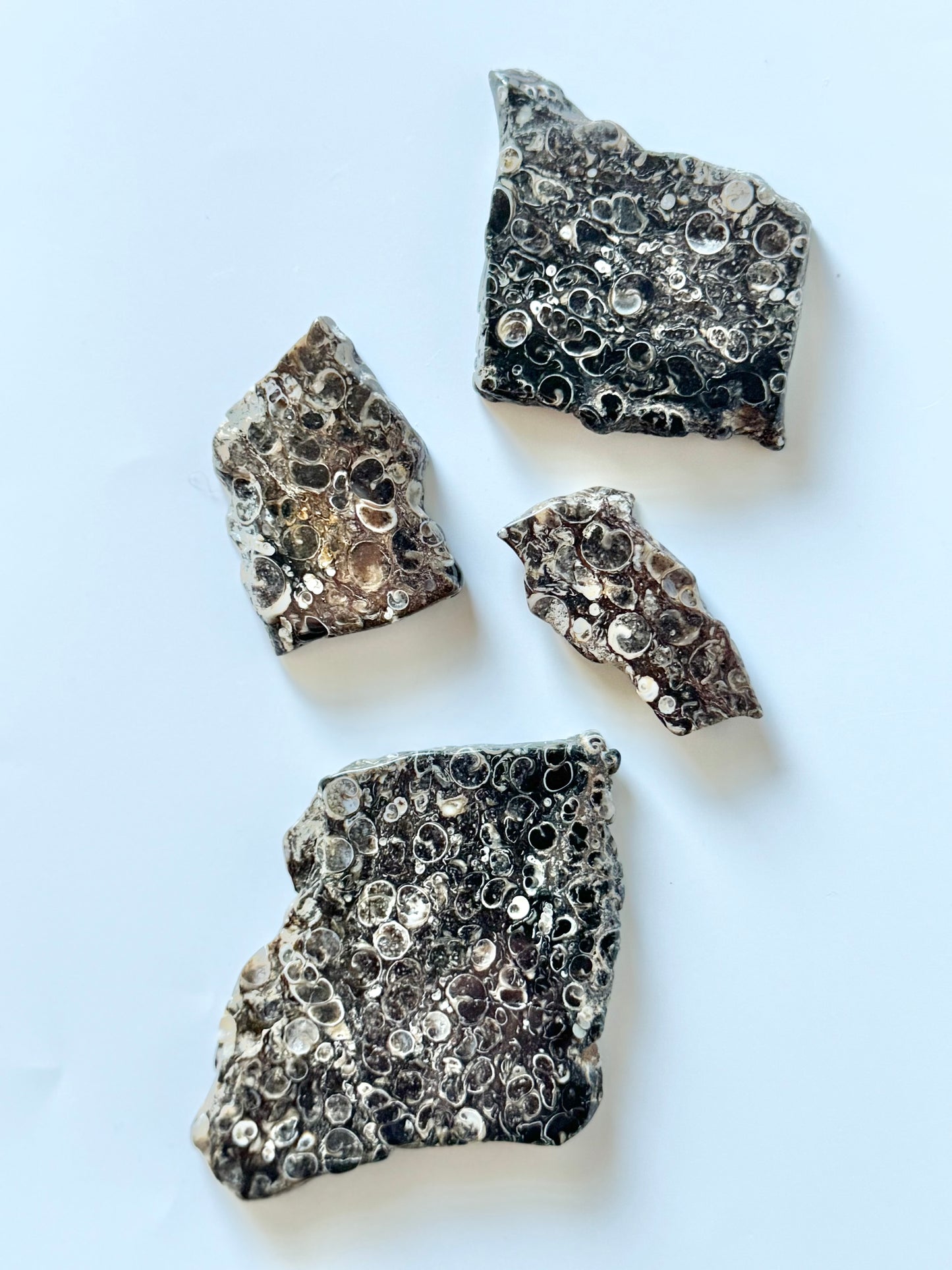 Turritella Agate Slab