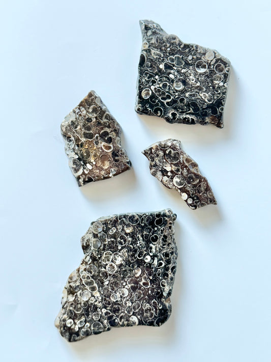 Turritella Agate Slab