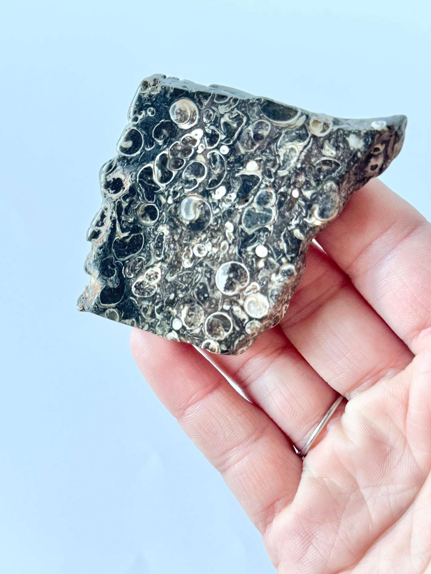 Turritella Agate Slab