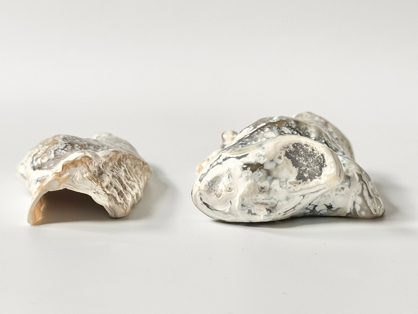 Florida Agatized Coral Fossil, UV reactive