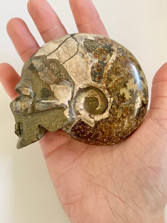Ammonite Skull Carving