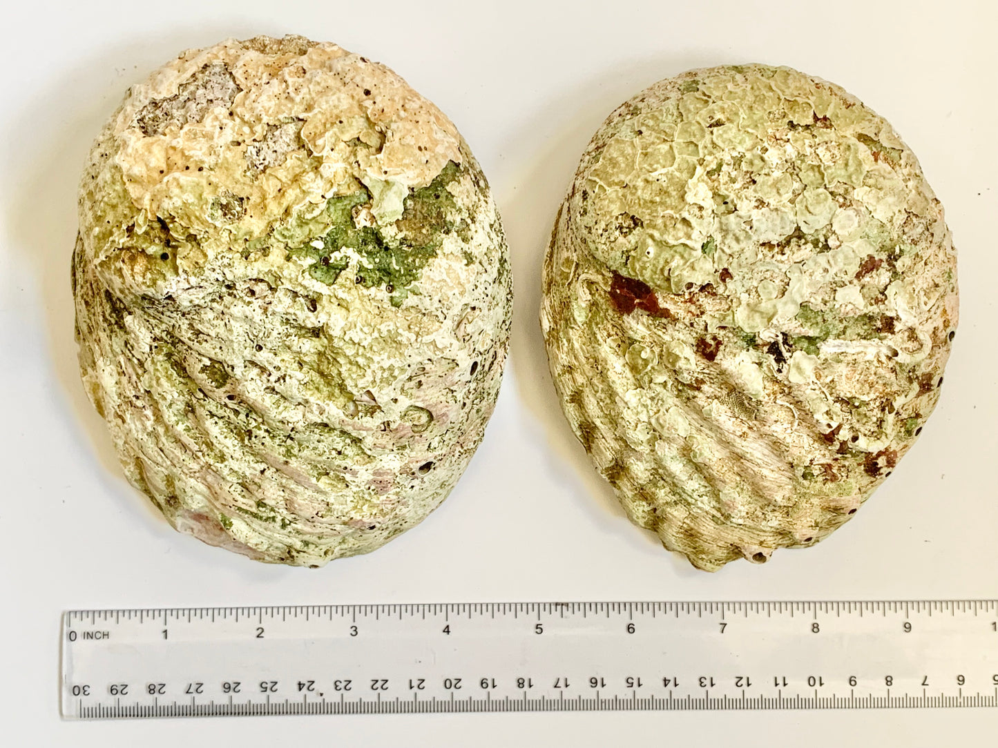 Abalone Shell, ~5 inches