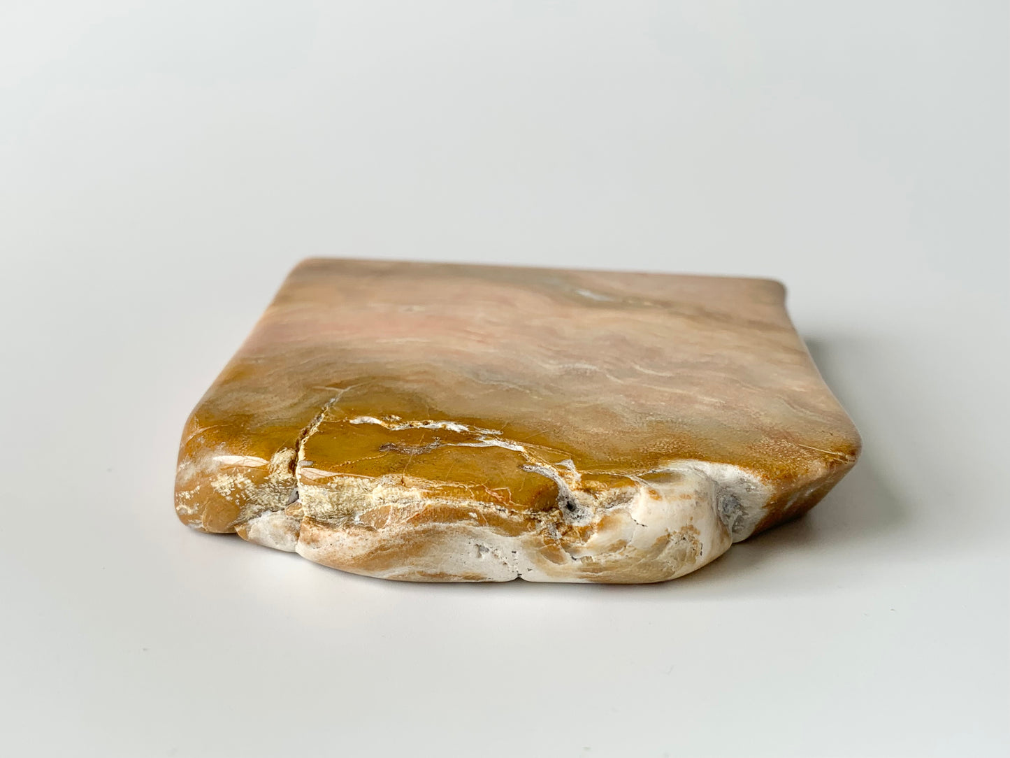 Stromatoporoids Fossil Slab
