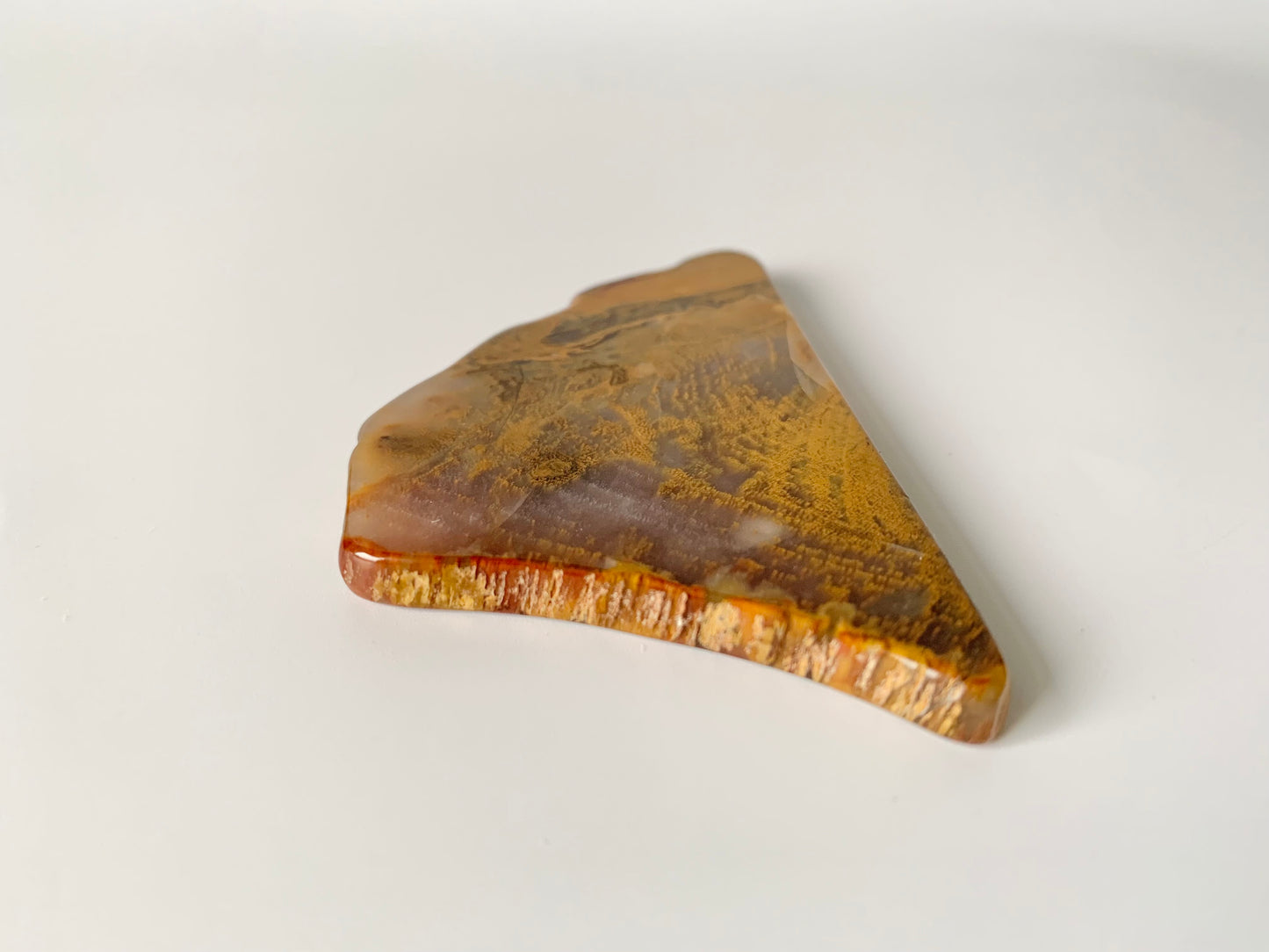 Petrified wood slab, small