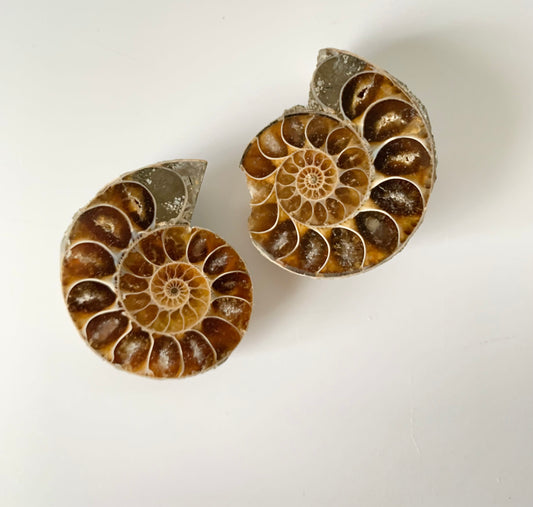 Ammonite polished half