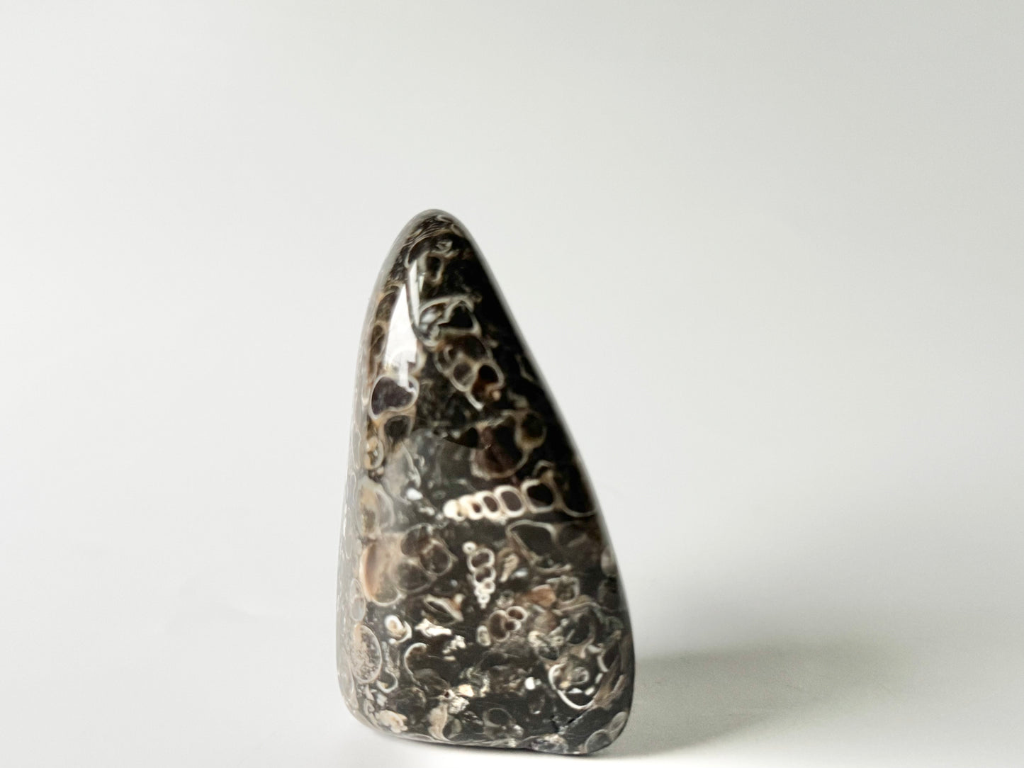 Turritella Agate Free Form