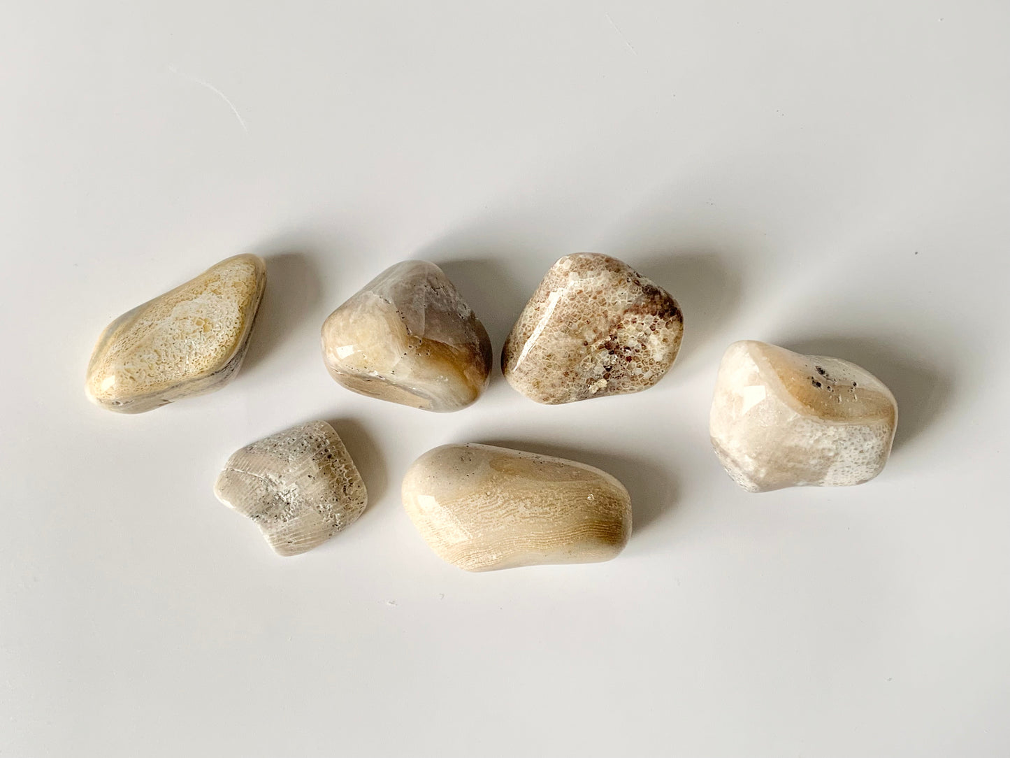 Lake Michigan Fossil Set