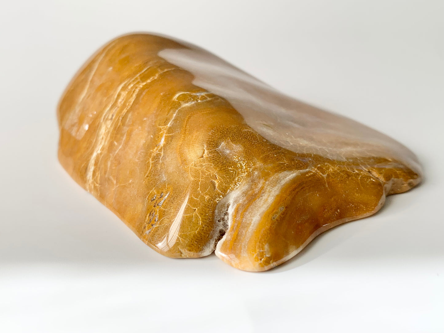 Stromatoporoids Fossil Slab