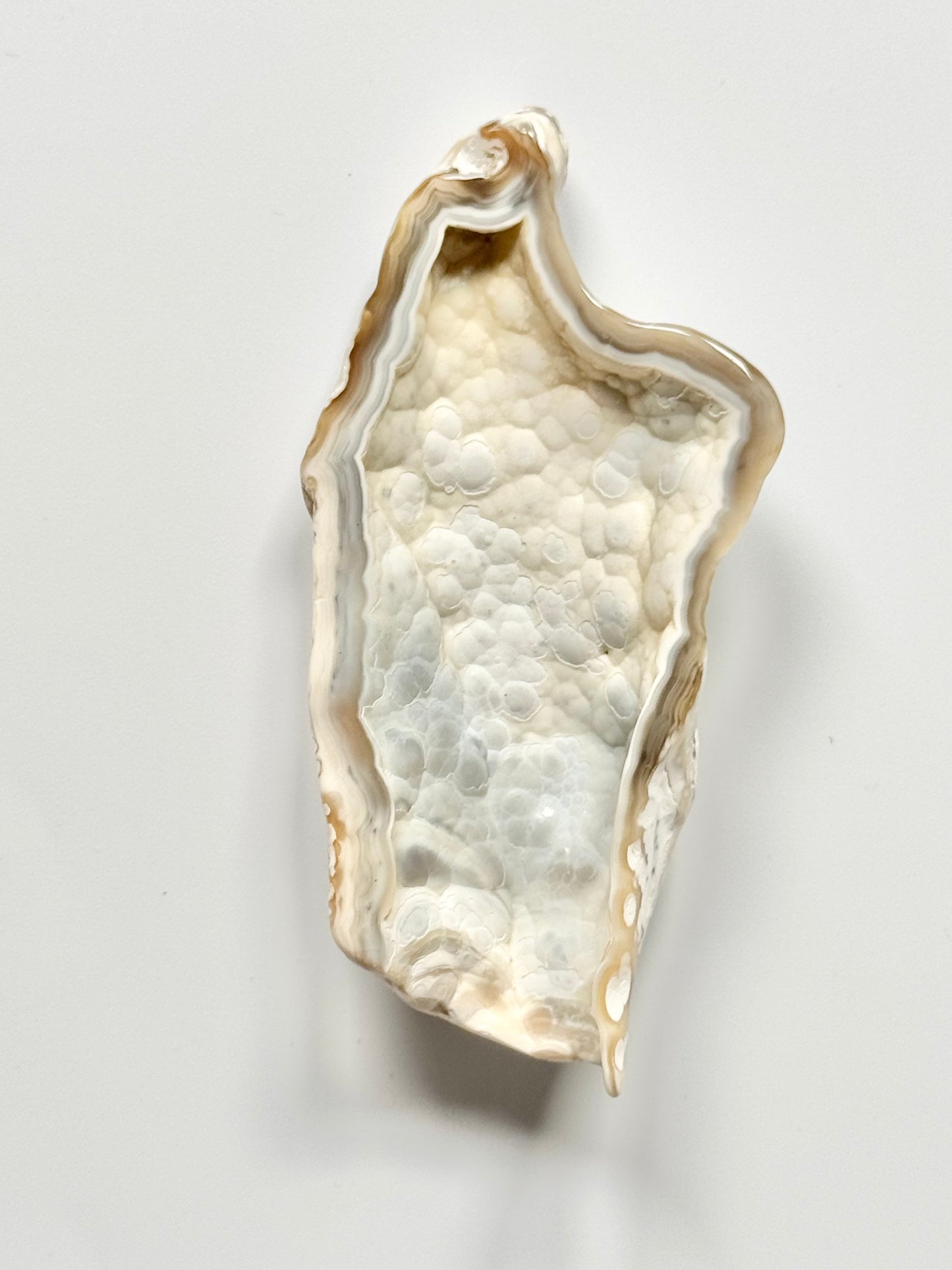 Florida Agatized Coral Fossil, UV reactive
