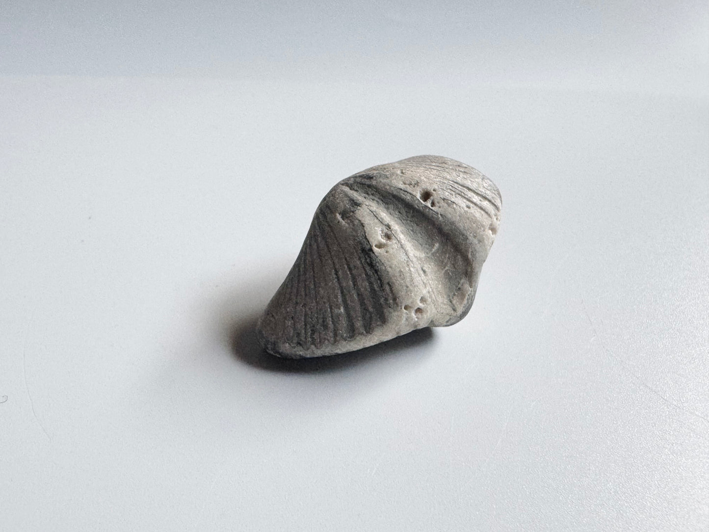 Lake Michigan Brachiopod, Raw