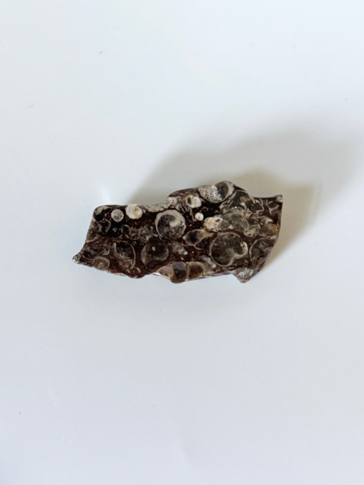 Turritella Agate Slab