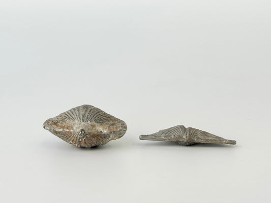 Brachiopod, Raw