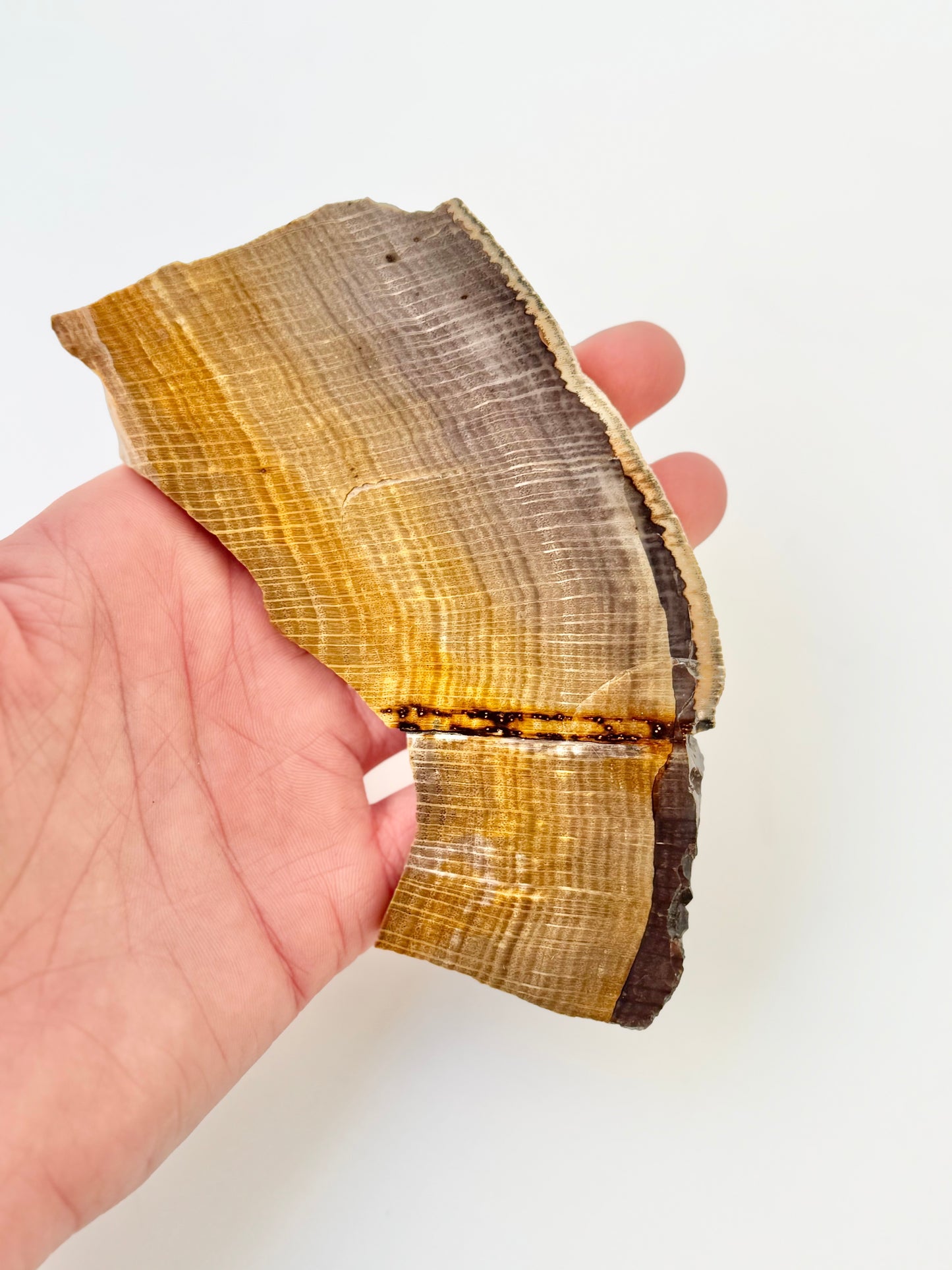 Petrified Wood Slab, Polished