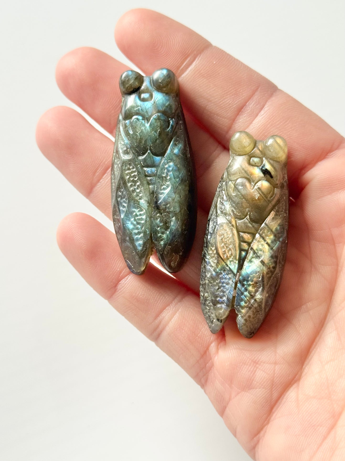 Cicada Flat Carving