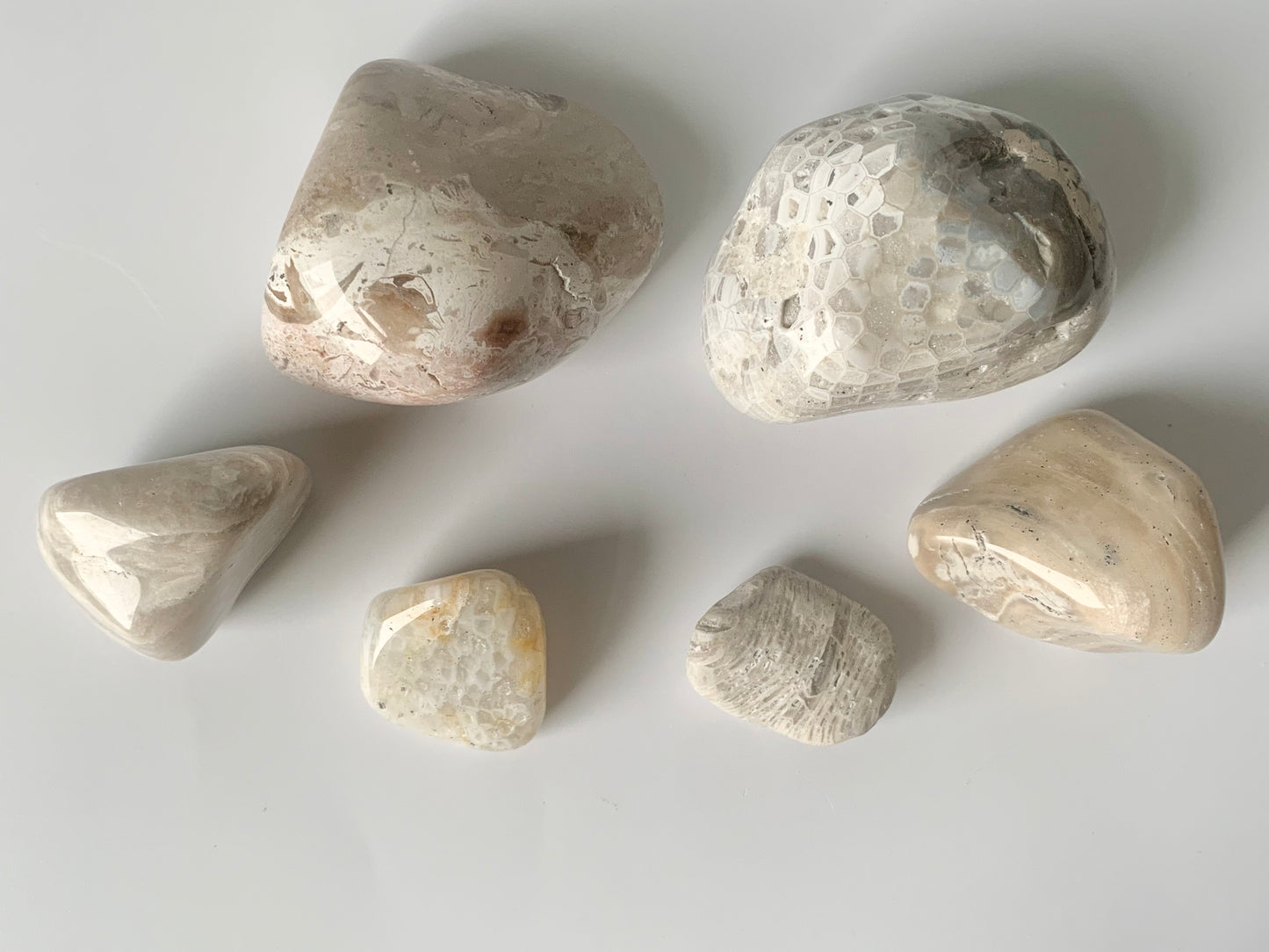 Lake Michigan Fossil Set