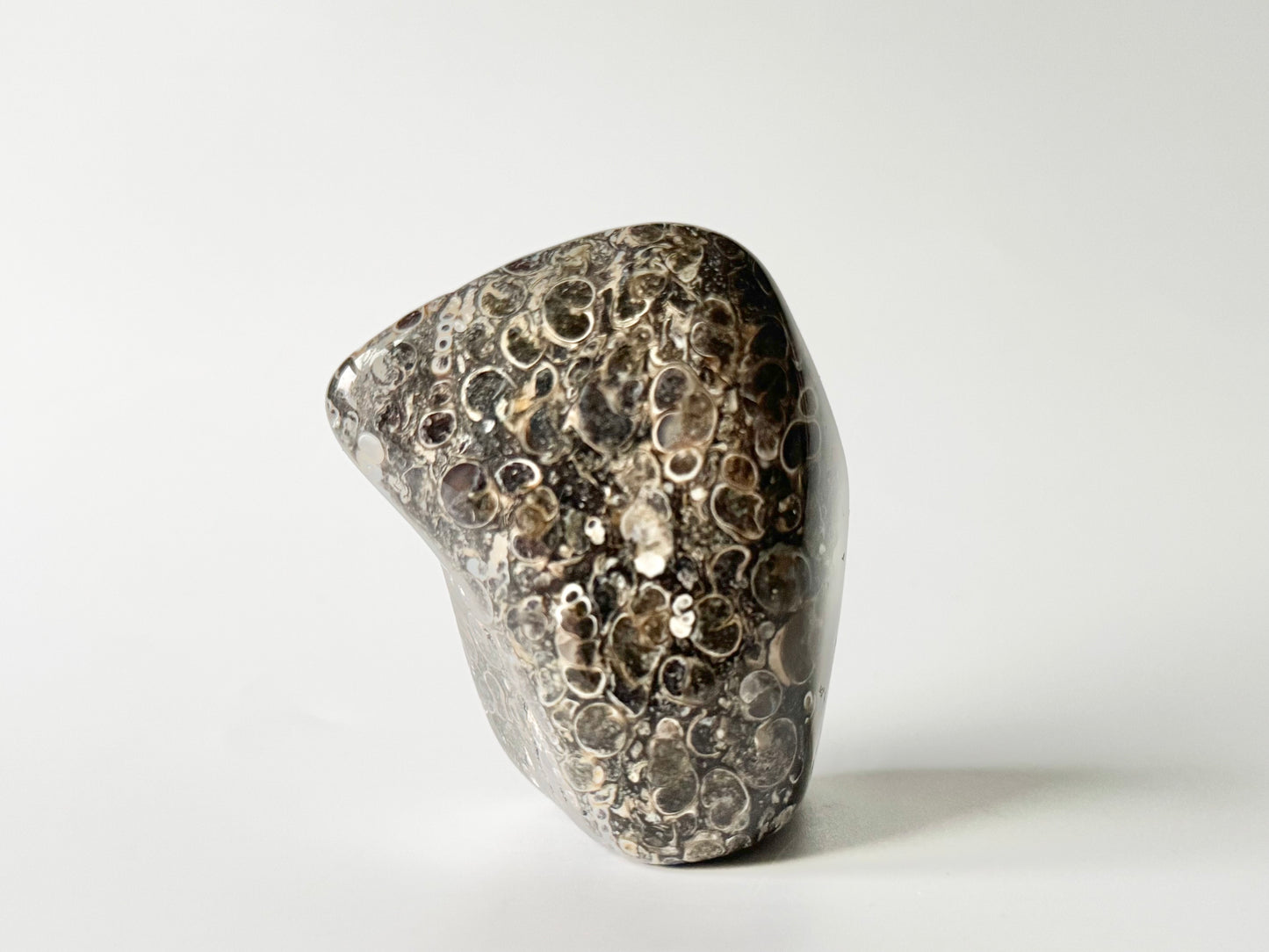 Turritella Agate Free Form
