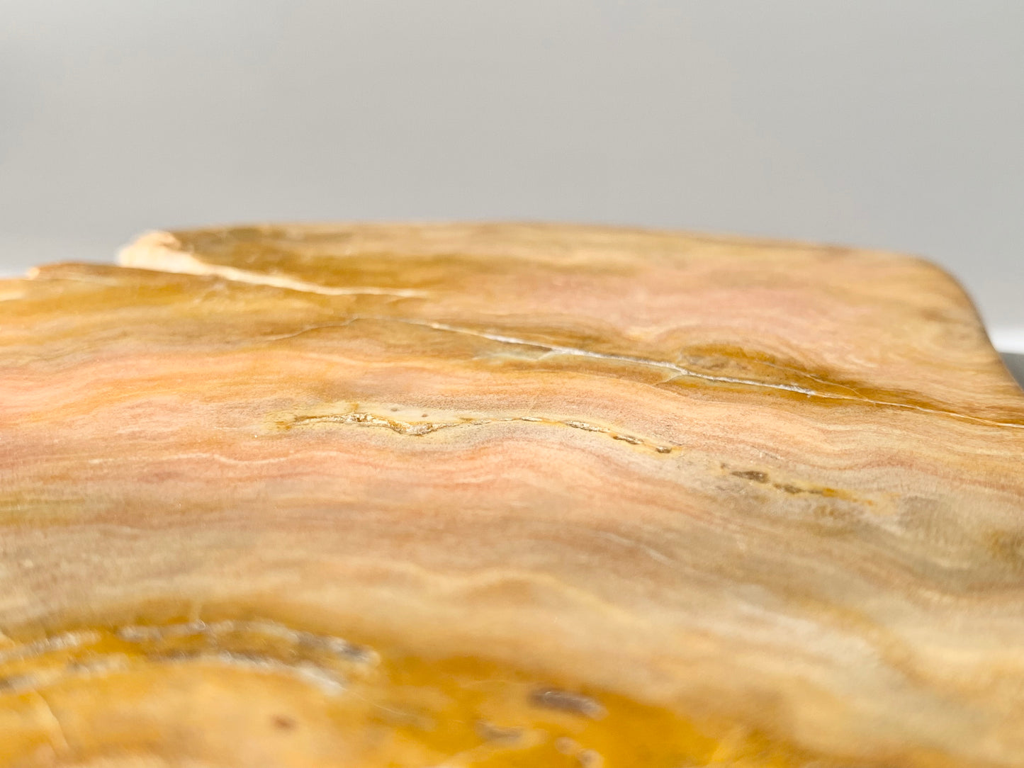 Stromatoporoids Fossil Slab