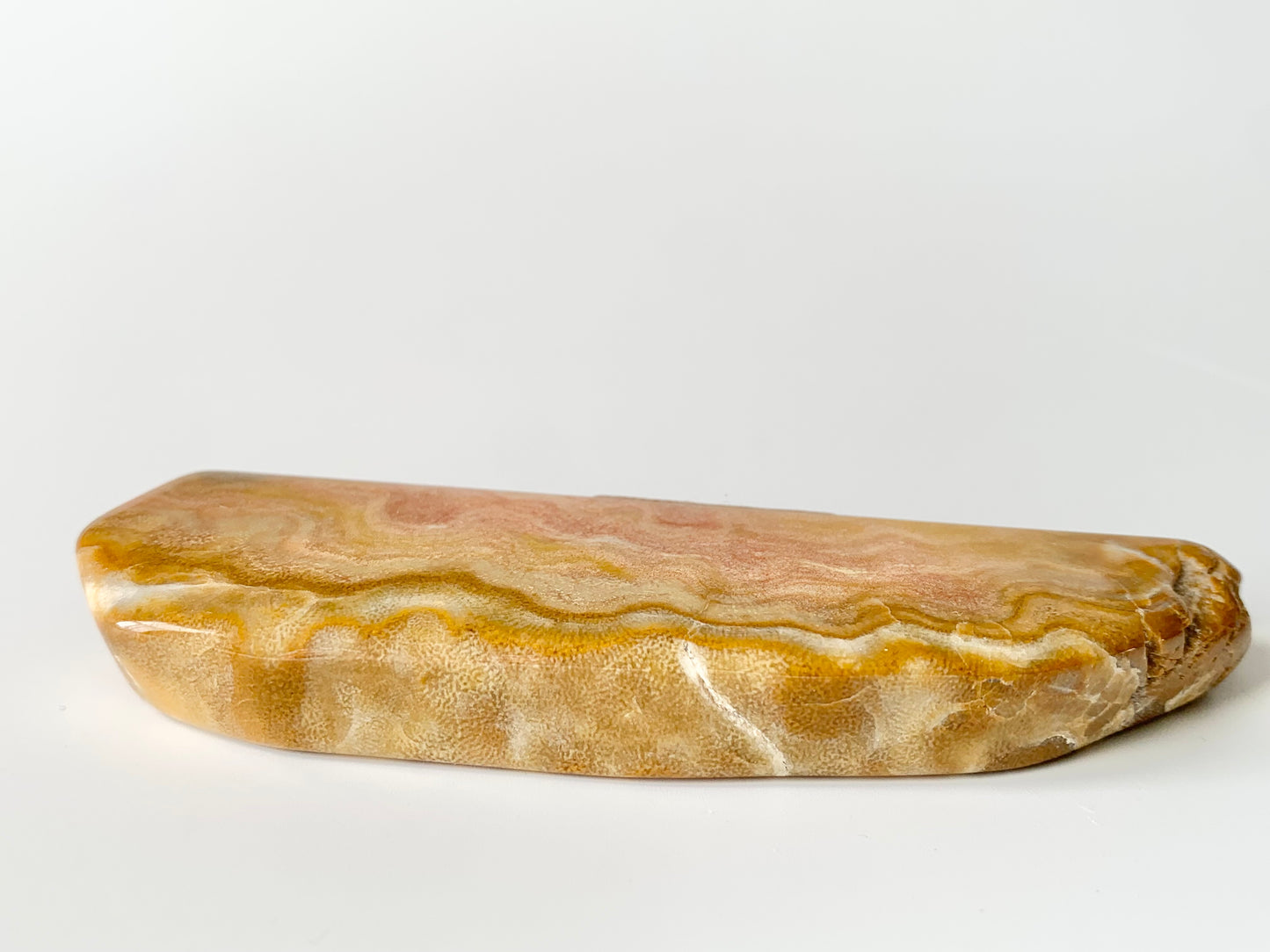 Stromatoporoids Fossil Slab