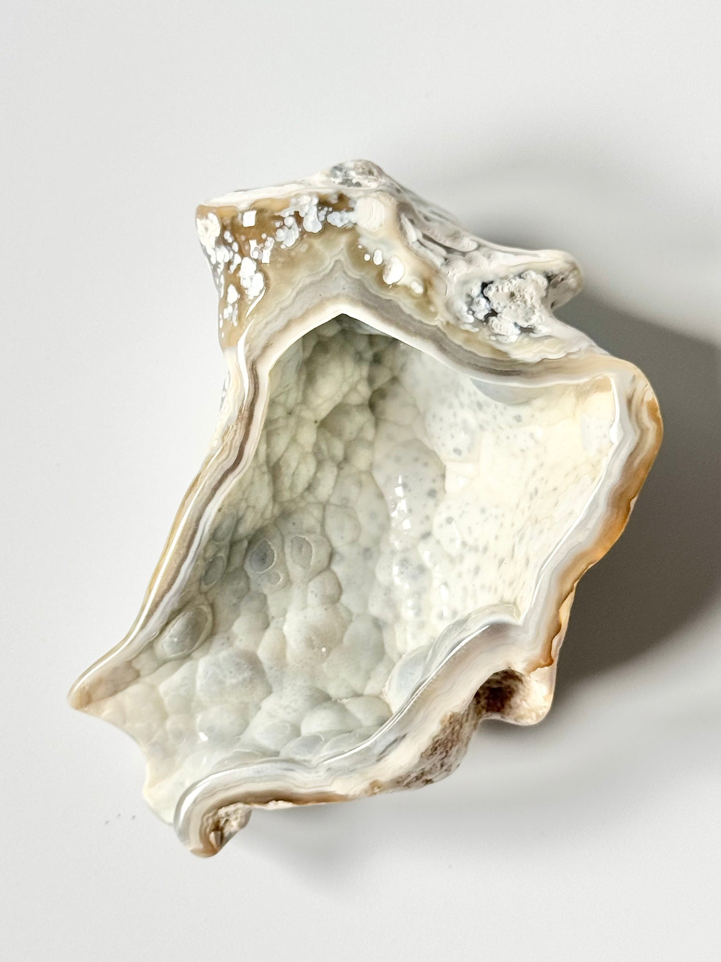 Florida Agatized Coral Fossil, UV reactive