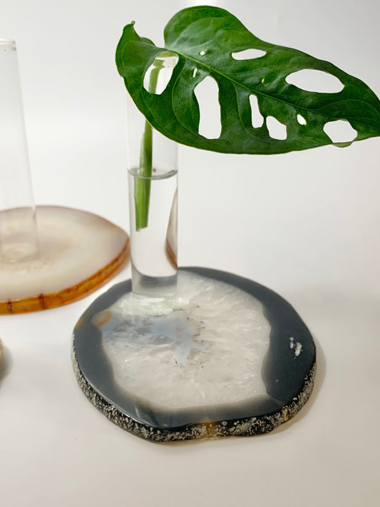 Agate slice plant propagation