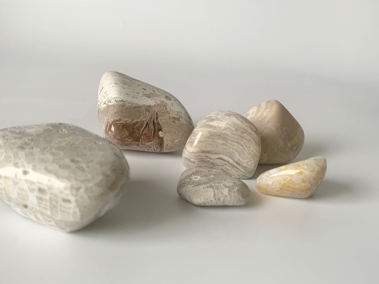 Lake Michigan Fossil Set