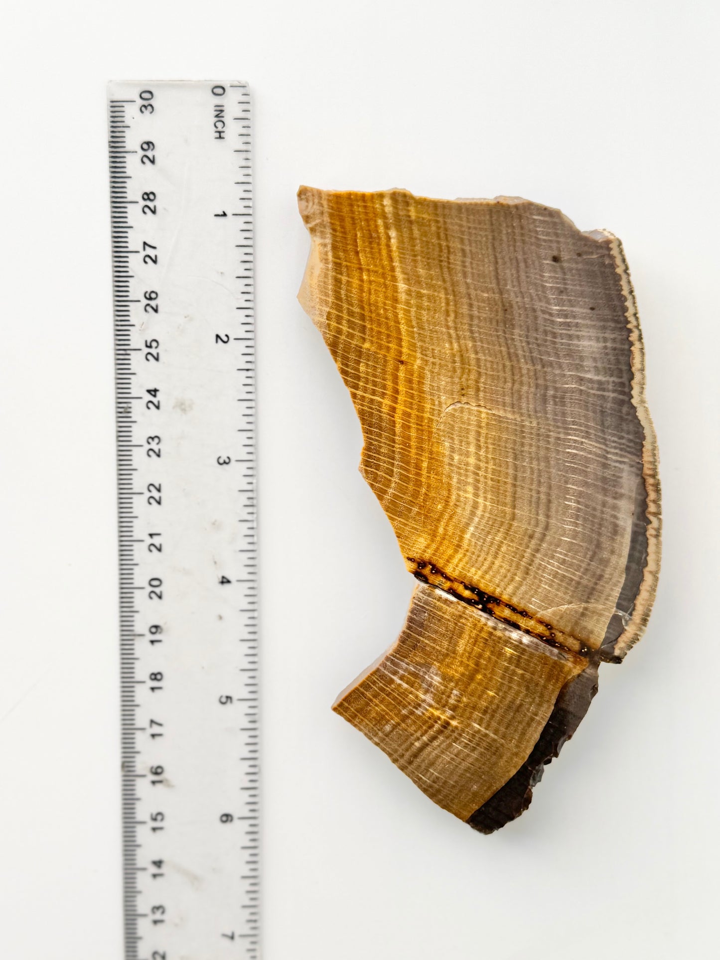 Petrified Wood Slab, Polished