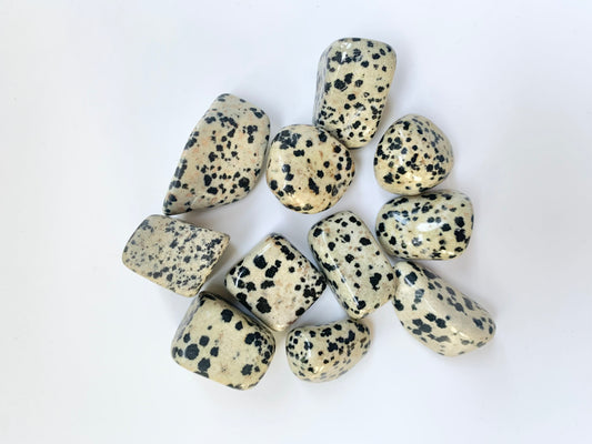 Dalmatian Stone Tumble