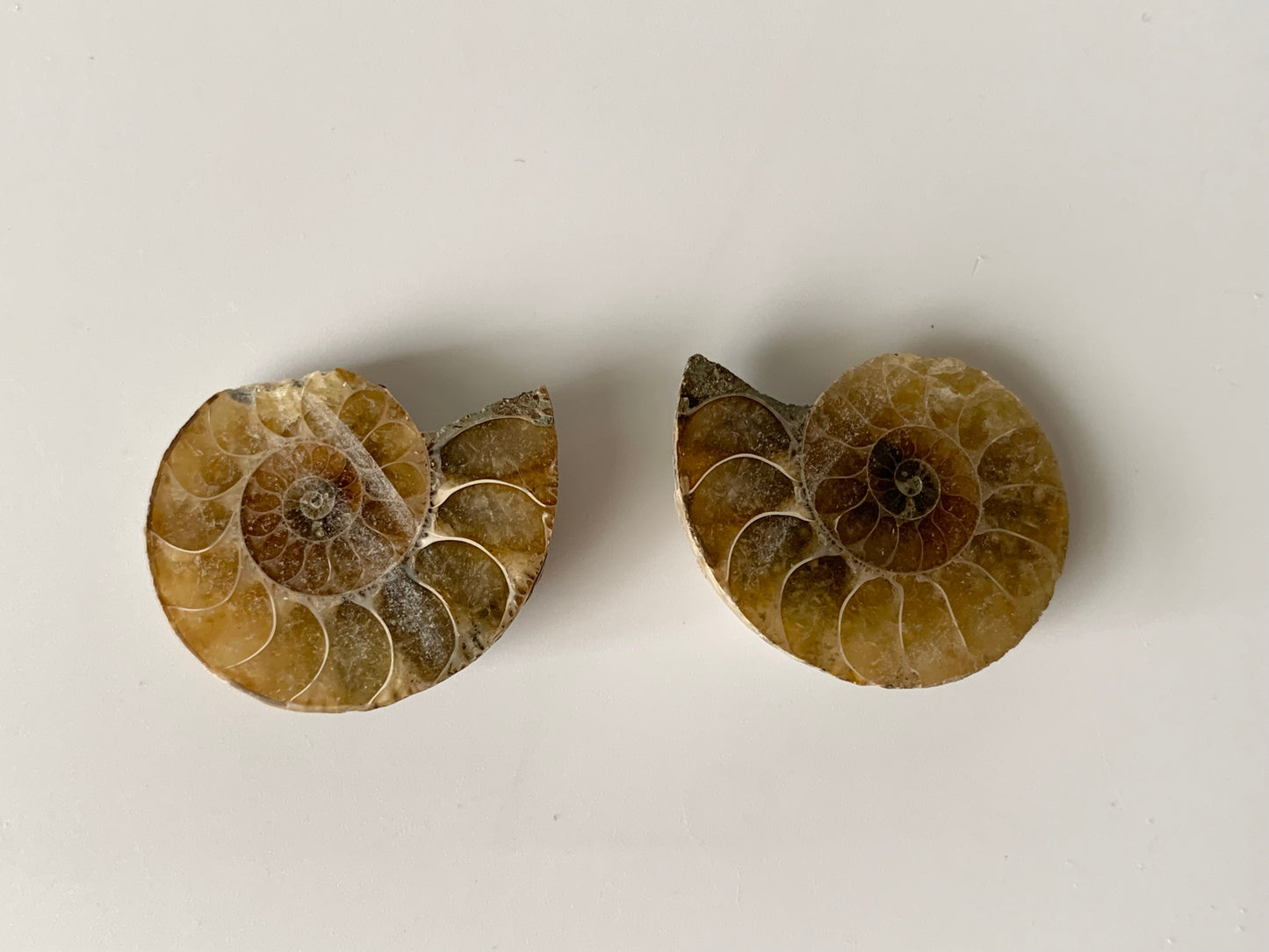 Ammonite polished half