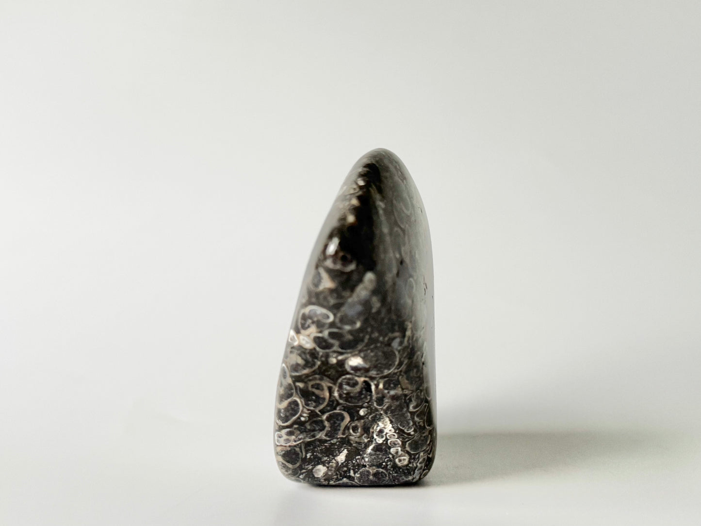 Turritella Agate Free Form