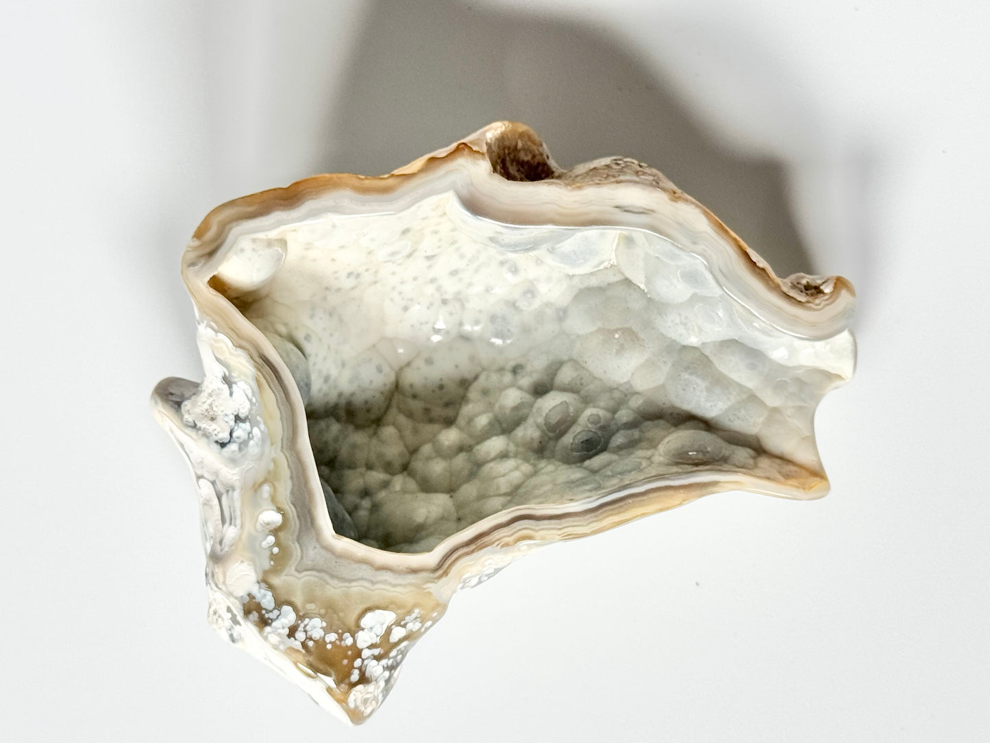 Florida Agatized Coral Fossil, UV reactive