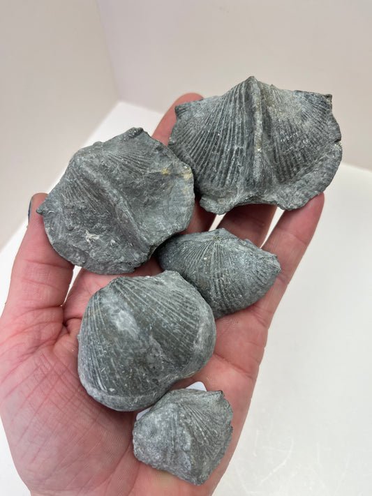Brachiopod Fossils (Paraspirifer)