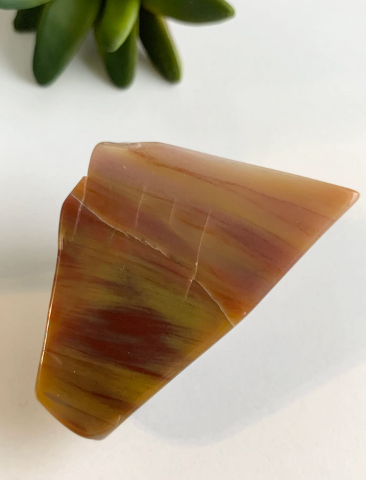 Petrified Wood Slab, Small