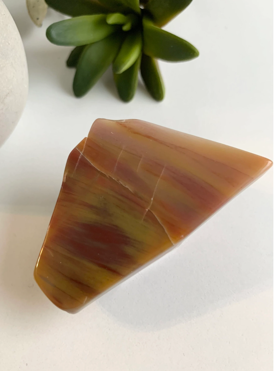 Petrified Wood Slab, Small