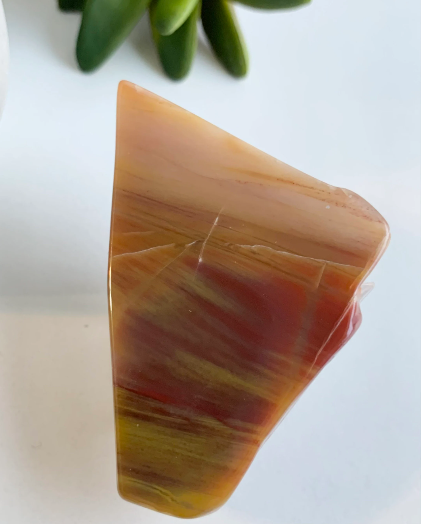Petrified Wood Slab, Small