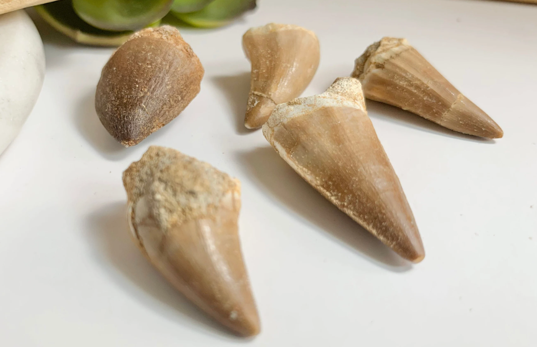Mosasaur Tooth Fossil, ~.75-1"
