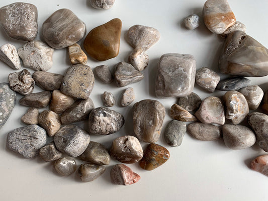 Polished Great Lakes Fossils (4oz Assorted), Polished Fossils, Lake Michigan fossils, Great Lakes fossils, stocking stuffer