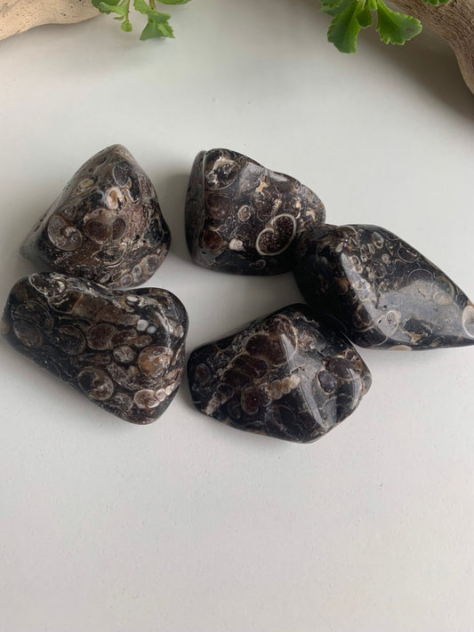 Turritella Agate Fossil Rock