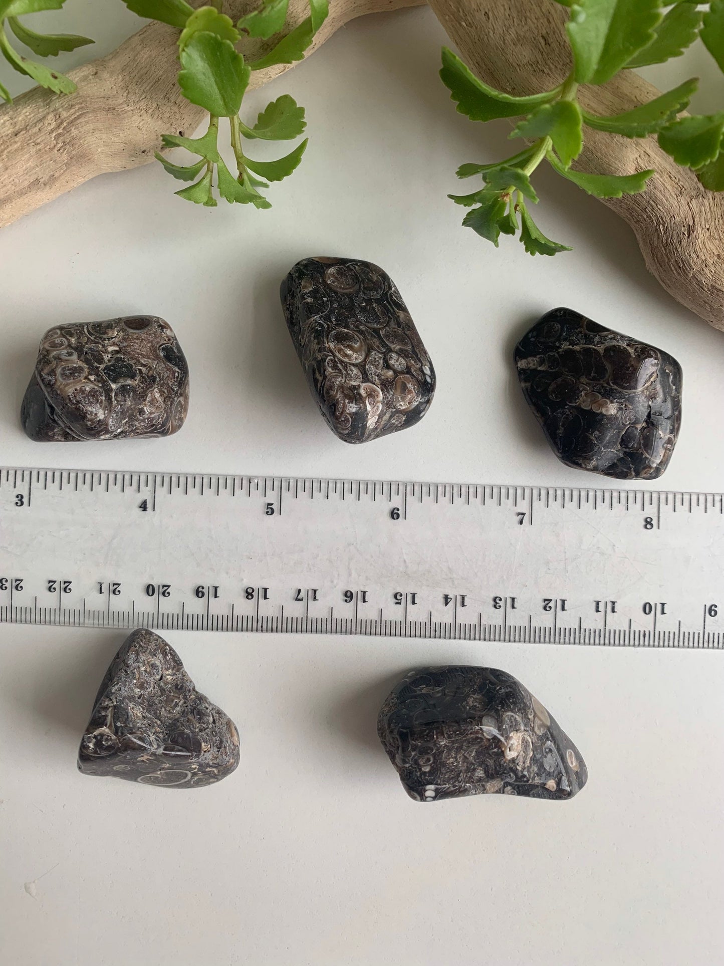 Turritella Agate Fossil Rock