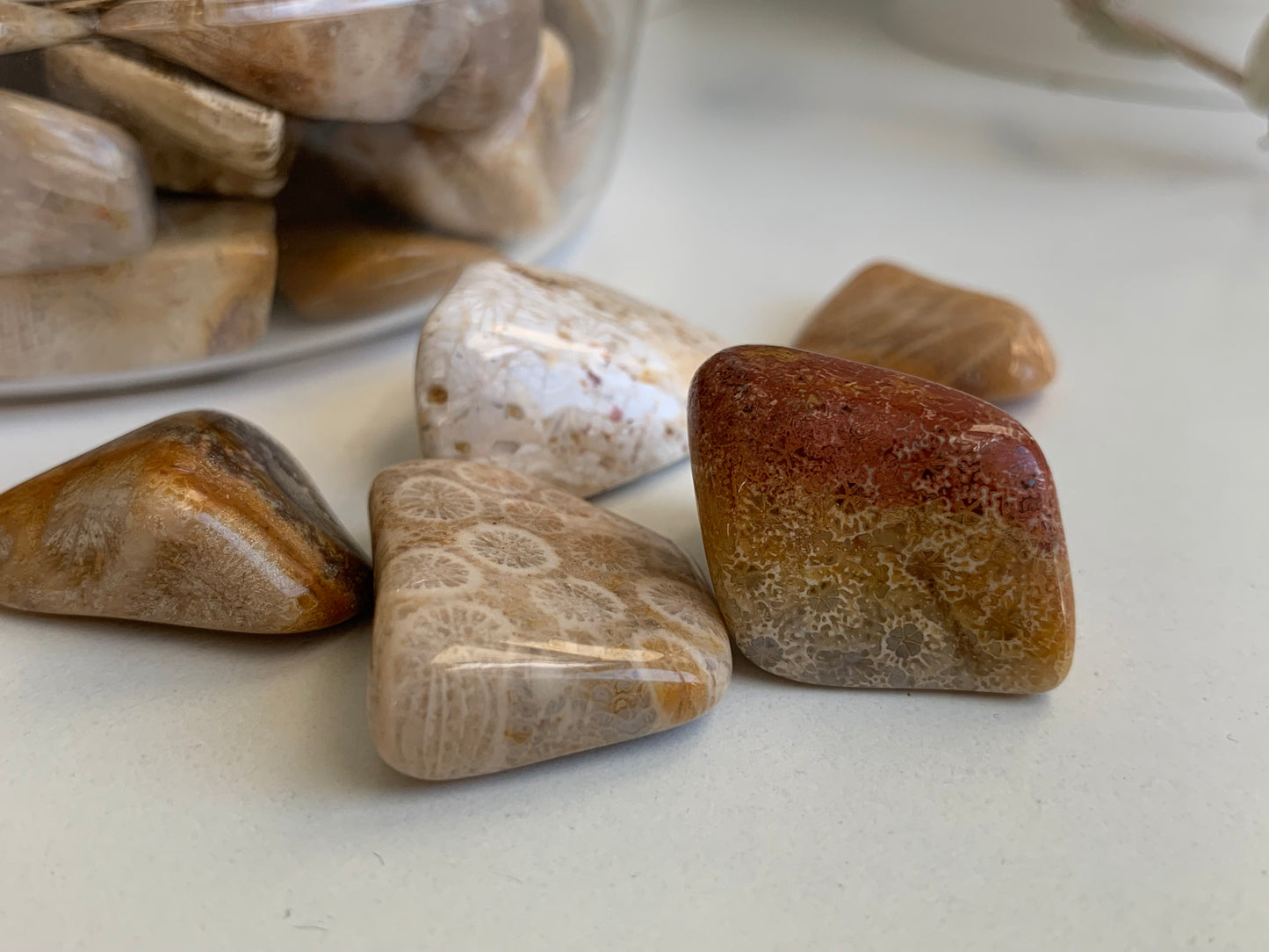 Indonesian Coral Fossil Tumbles