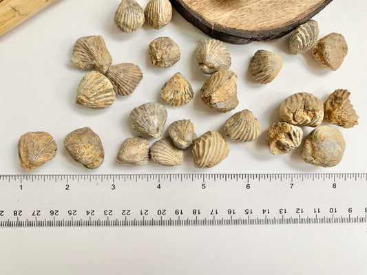 Brachiopod Fossils