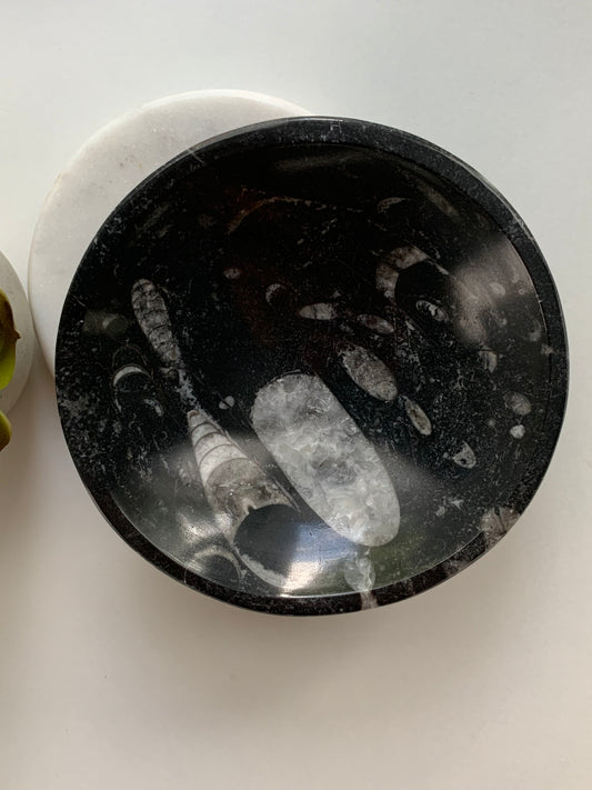 Orthoceras Fossil Bowl