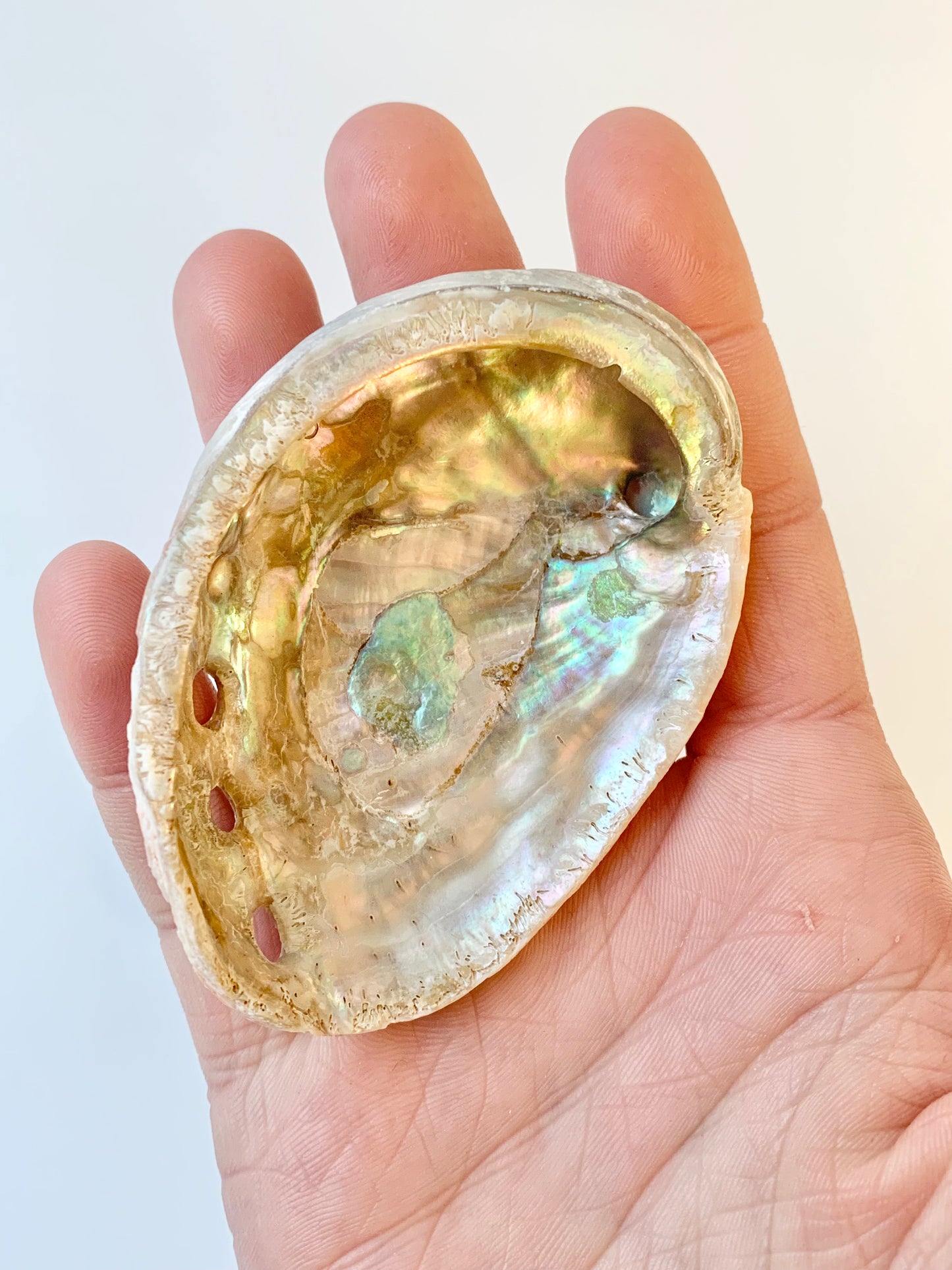 Red abalone shell