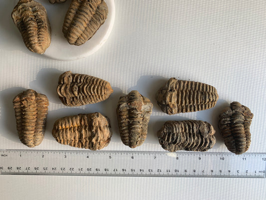 Trilobite Fossils