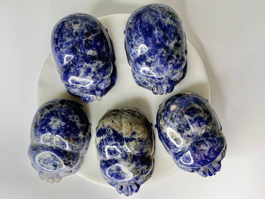 Sodalite scarab beetle