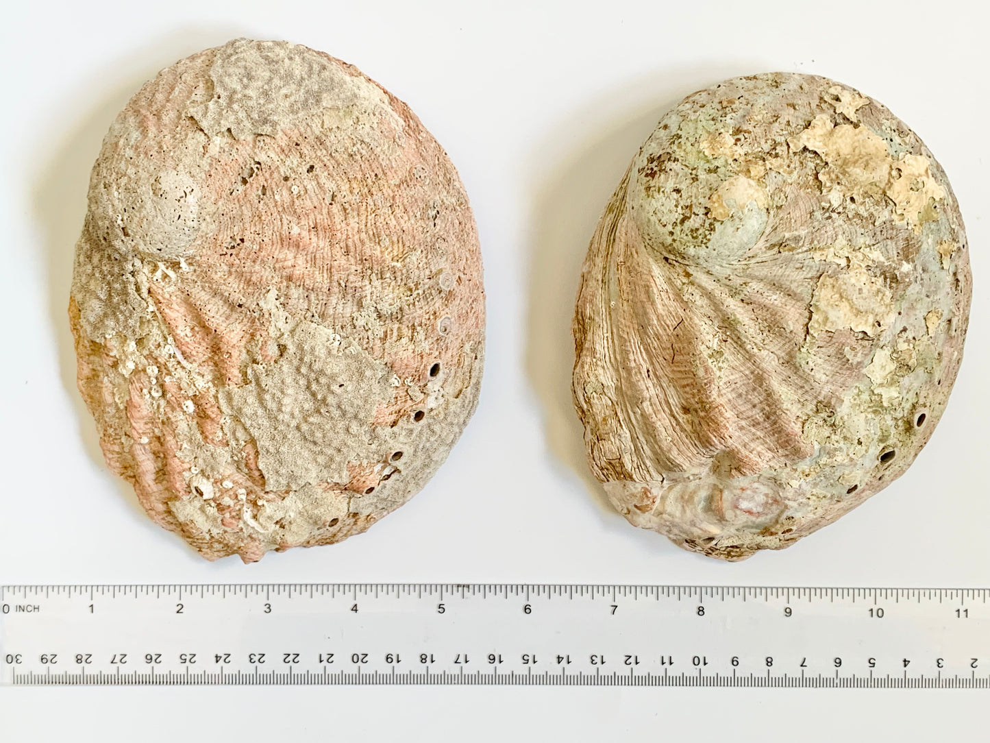 Abalone Shell, ~5 inches