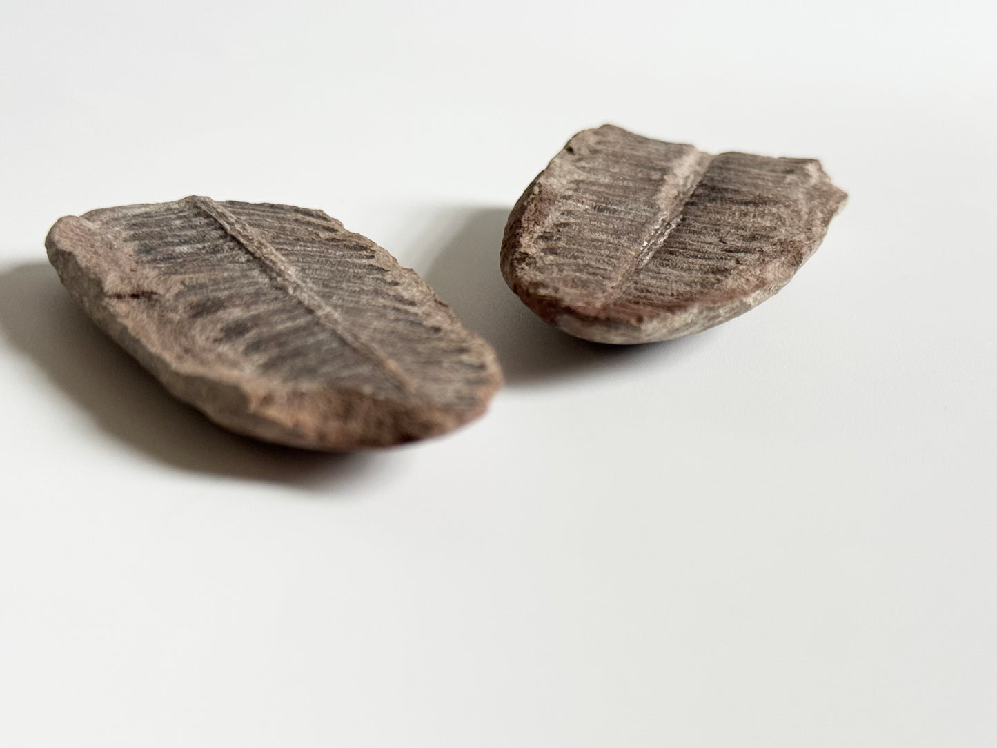 Pecopteris Double Fern Fossil